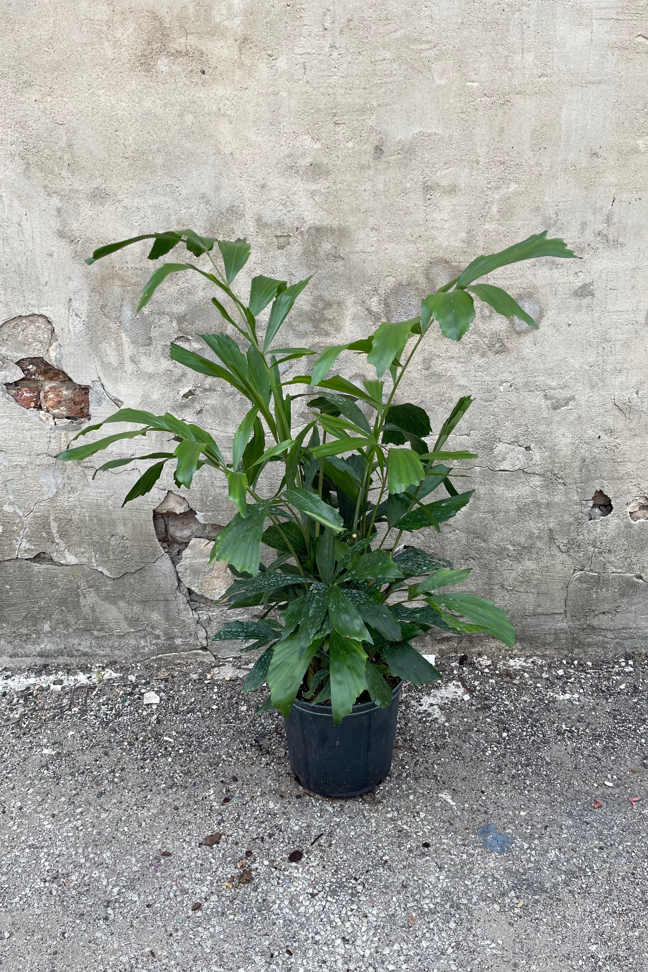 Fishtail Palm in a 10" growers pot against a grey wall.