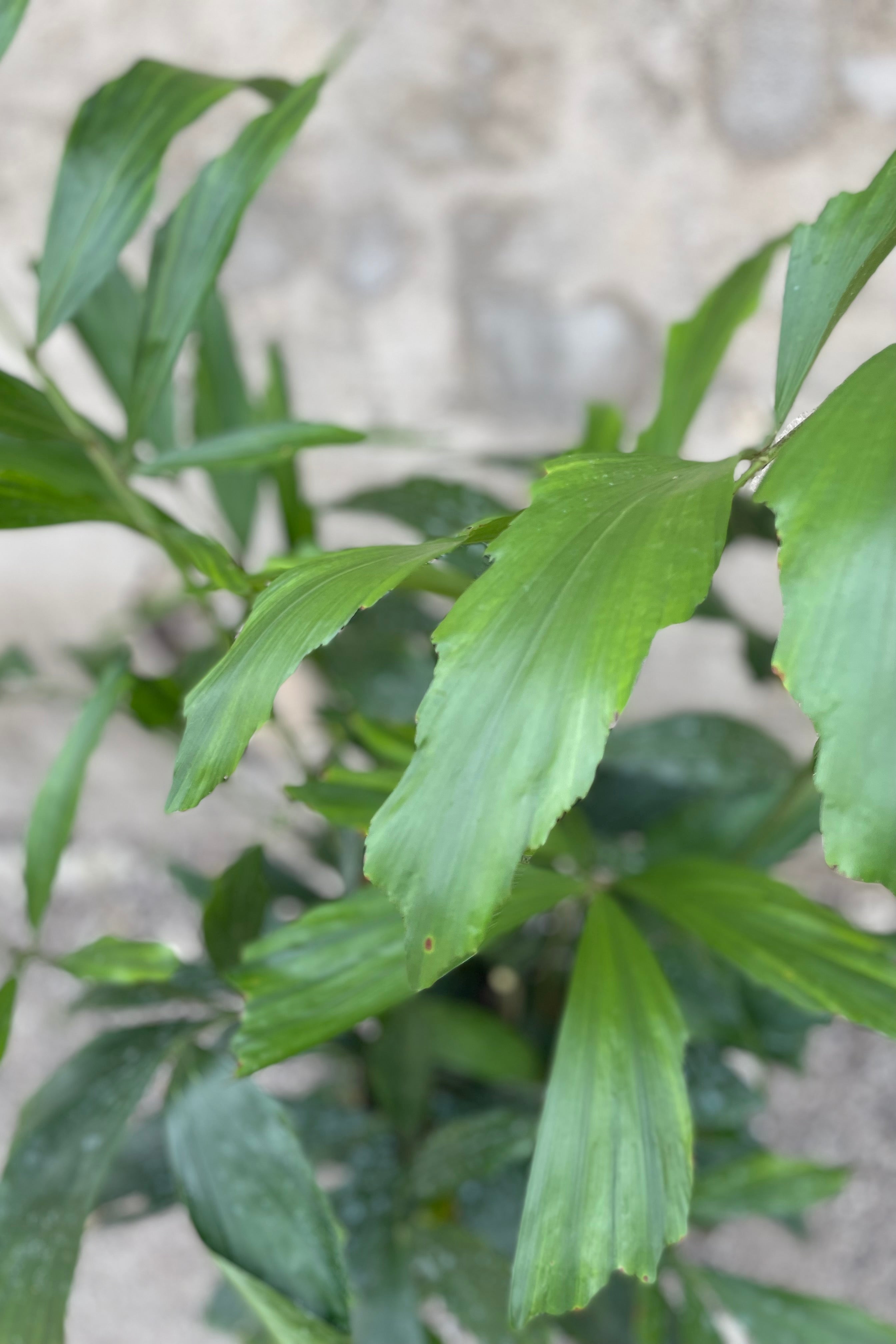 Fishtail palm up close showing its jagged leaves.