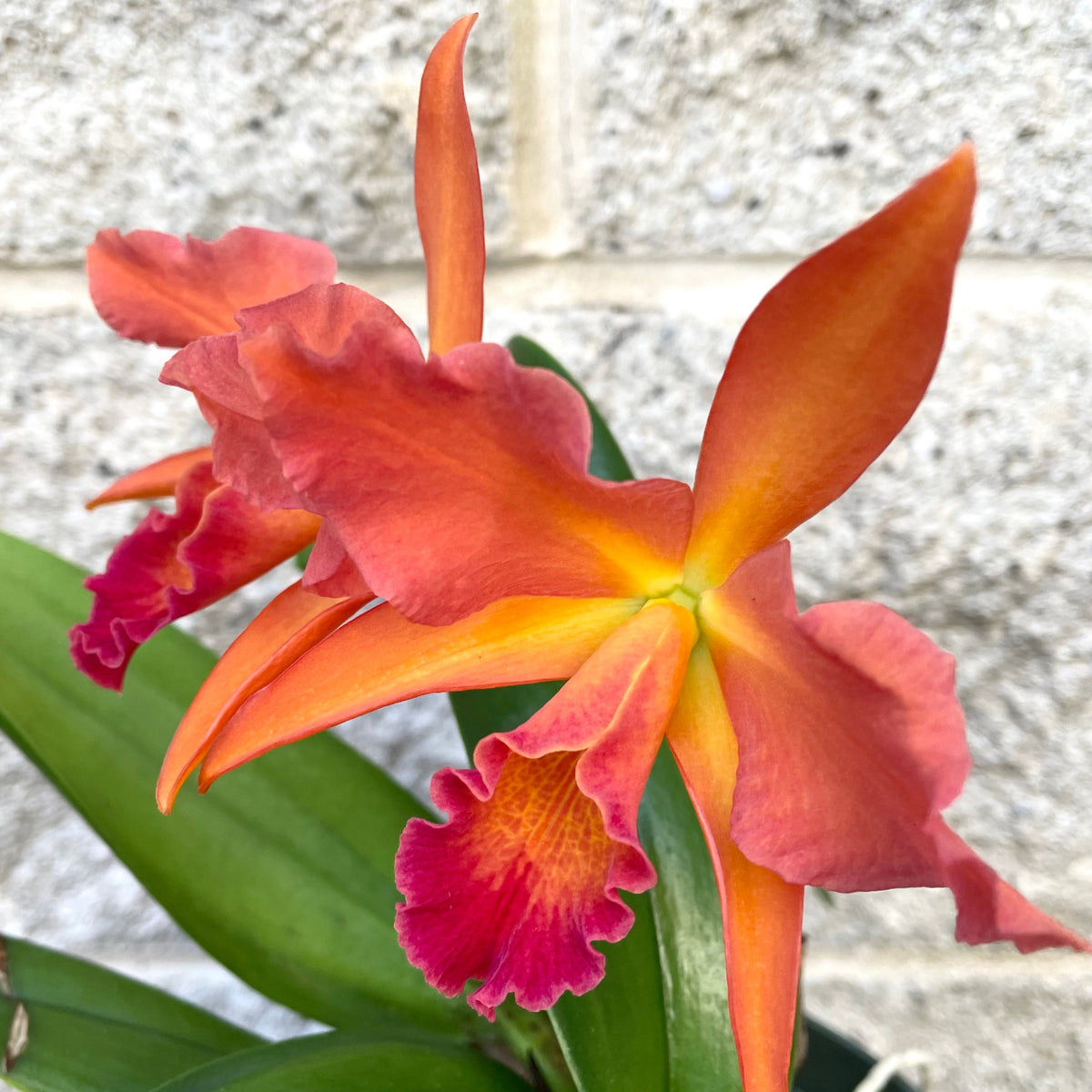 Cattleya orchid 5