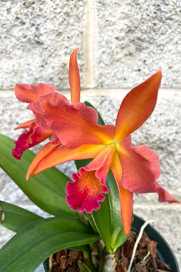 A detailed view of the flowering Cattleya orchid 5" against concrete backdrop