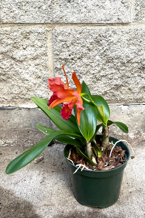 A full view of Cattleya orchid 5" in grow pot against concrete backdrop