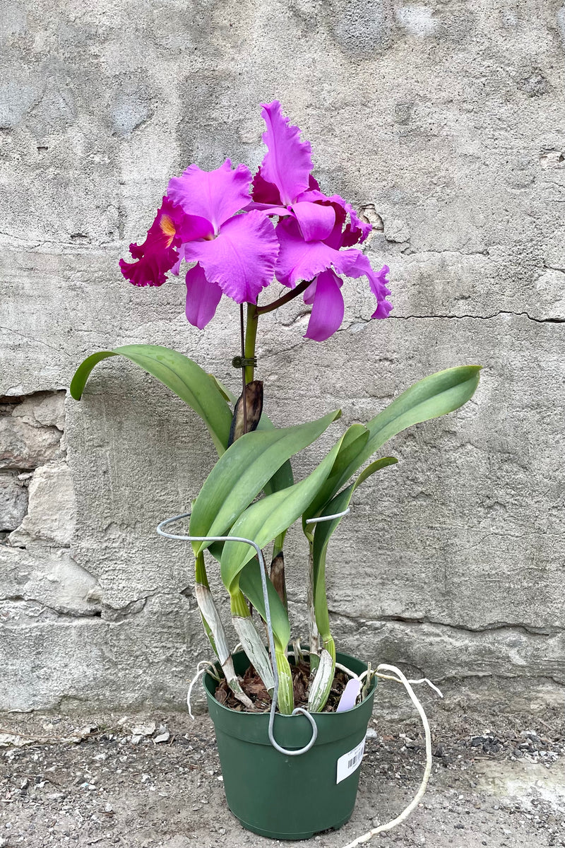 A purple flowering Cattleya orchid in a 6" growers pot in bloom against a concrete wall.  