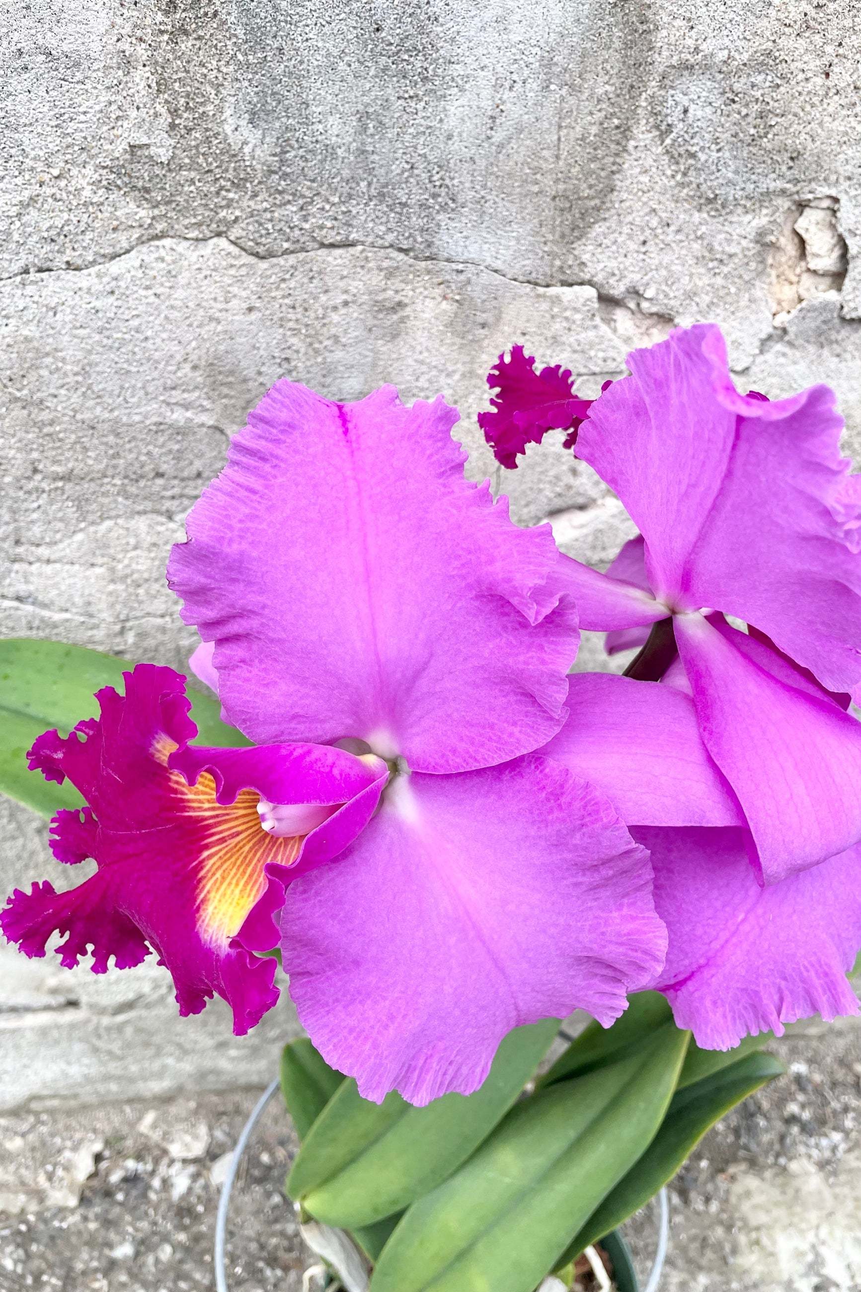 a purple flowering Cattleya orchid in bloom showing the petals up close.. ©Sprout Home