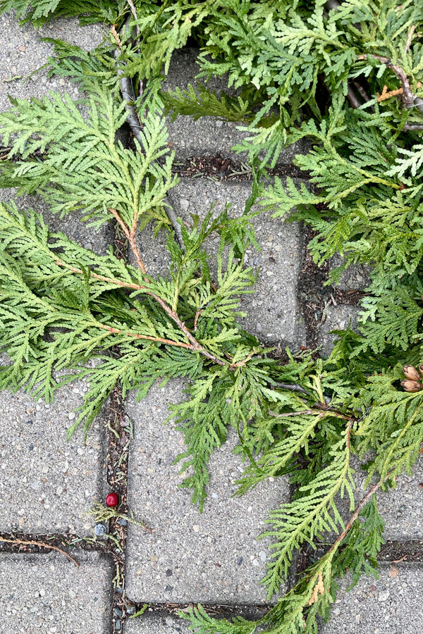 A detail picture of Cedar garland laying on gray concrete blocks