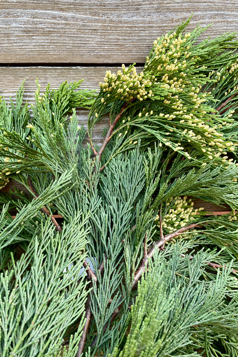 A detail picture of a bunch of Incense cedar showing the two toned evergreen fringe foliage. 