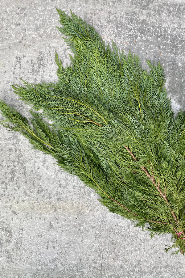 A bundle of Leyland Cedar evergreen foliage against a grey wall. 