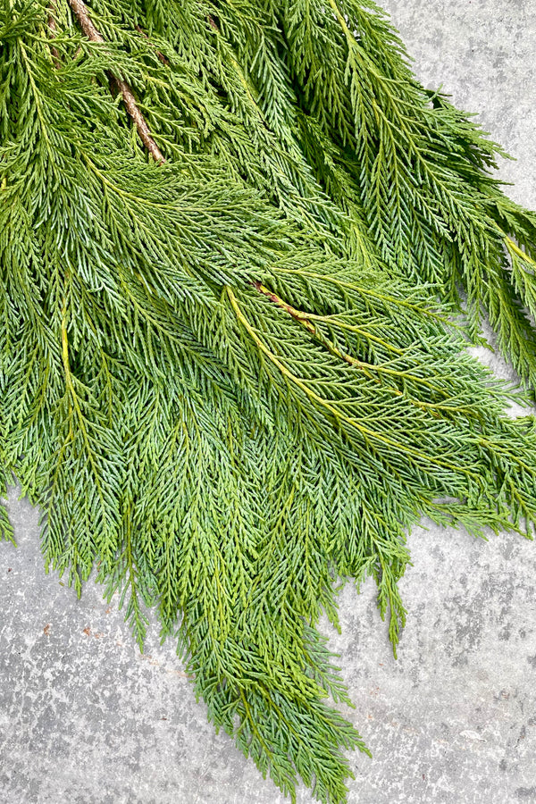 Leyland Cedar evergreen branched foliage detail picture showing the lace like green. 