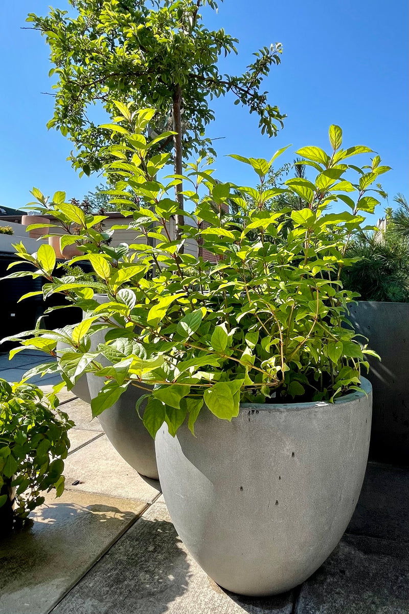 #2 Cephalanthus 'Fiber Optics' shrub sitting in a decorative gray container and blue sky in the background the end of June at Sprout Home.