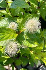 The cute button white flowers of the Cephalanthus 'Fiber Optic' shrub blooming the end of June at Sprout Home.