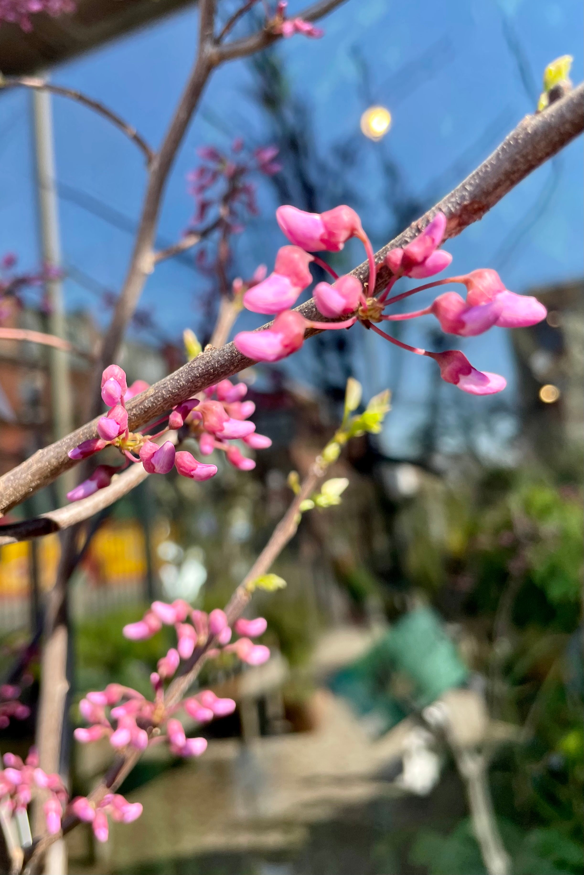 The bright pink fuchsia buds of the Cercis tree about to bloom mid April in the sprout home yard. 