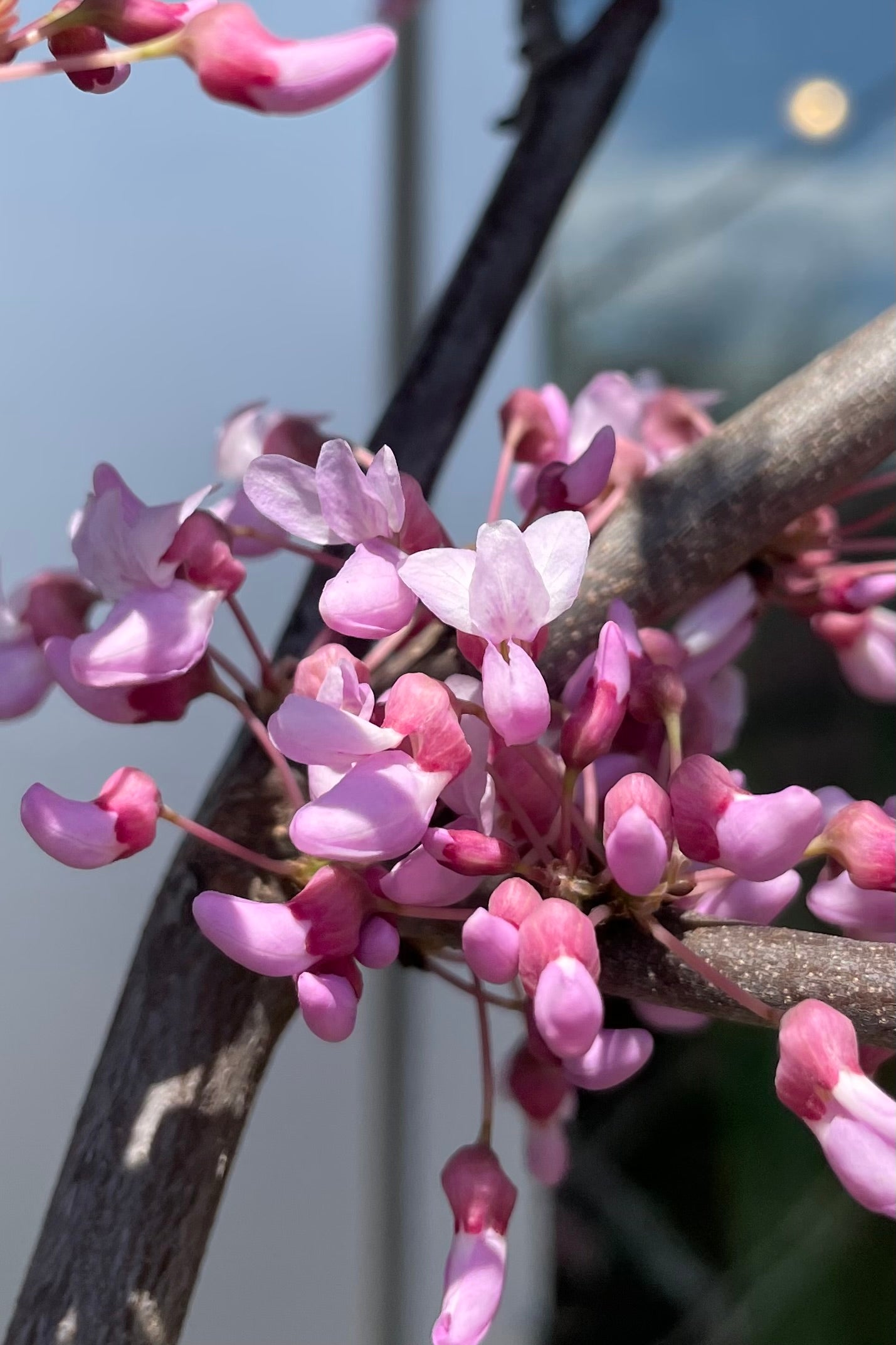 Cercis MN strain bud and bloom purple pink fuchsia color mid April at Sprout Home. 