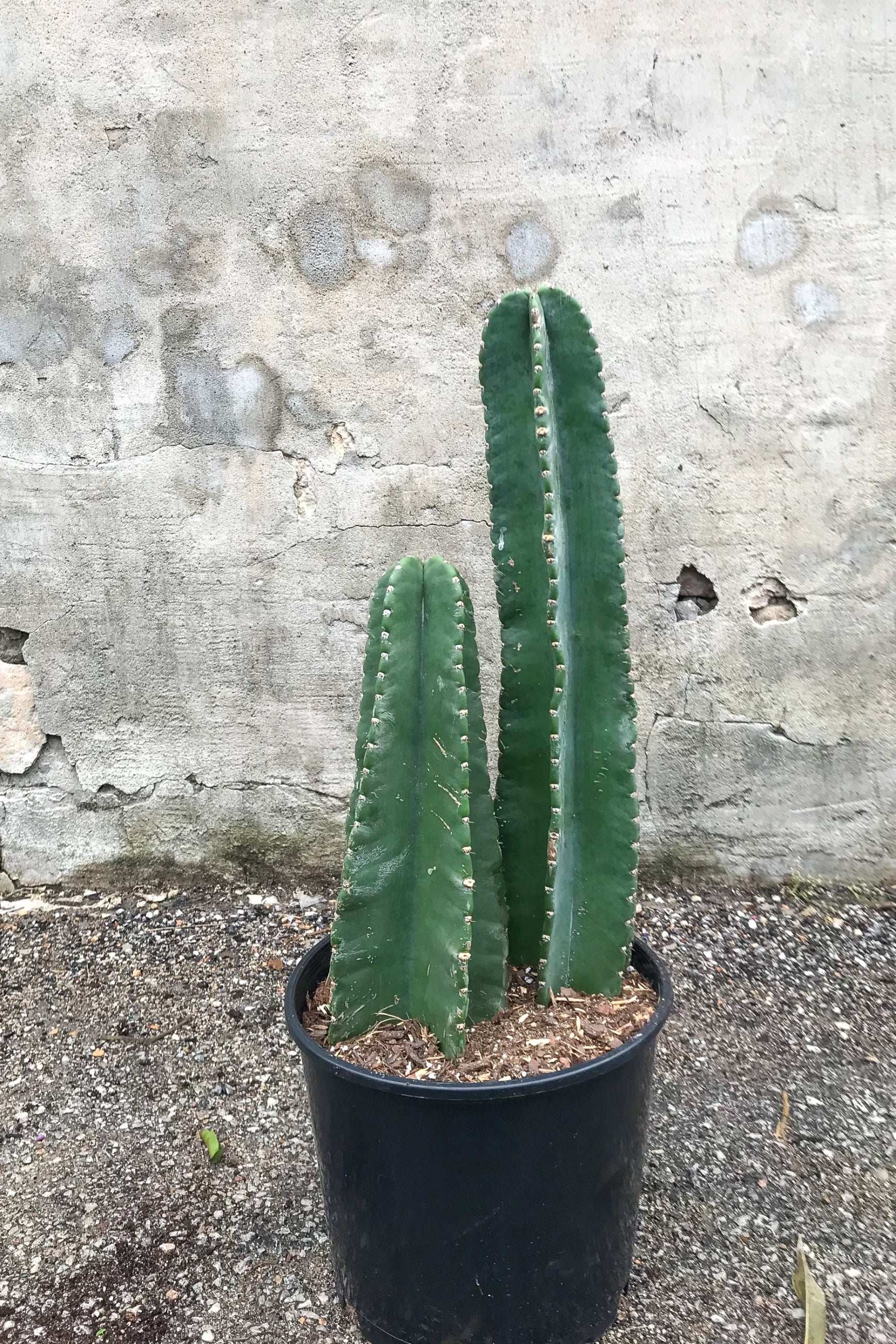 Cereus peruvianus, double column in grow pot in front of concrete wall  ©Sprout Home