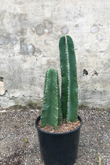 Cereus peruvianus, double column in grow pot in front of concrete wall