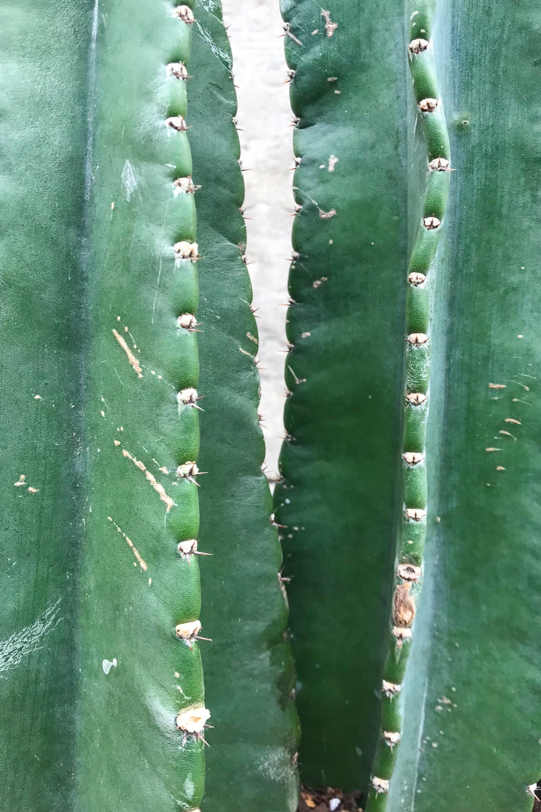Close up of Cereus peruvianus, double column  ©Sprout Home