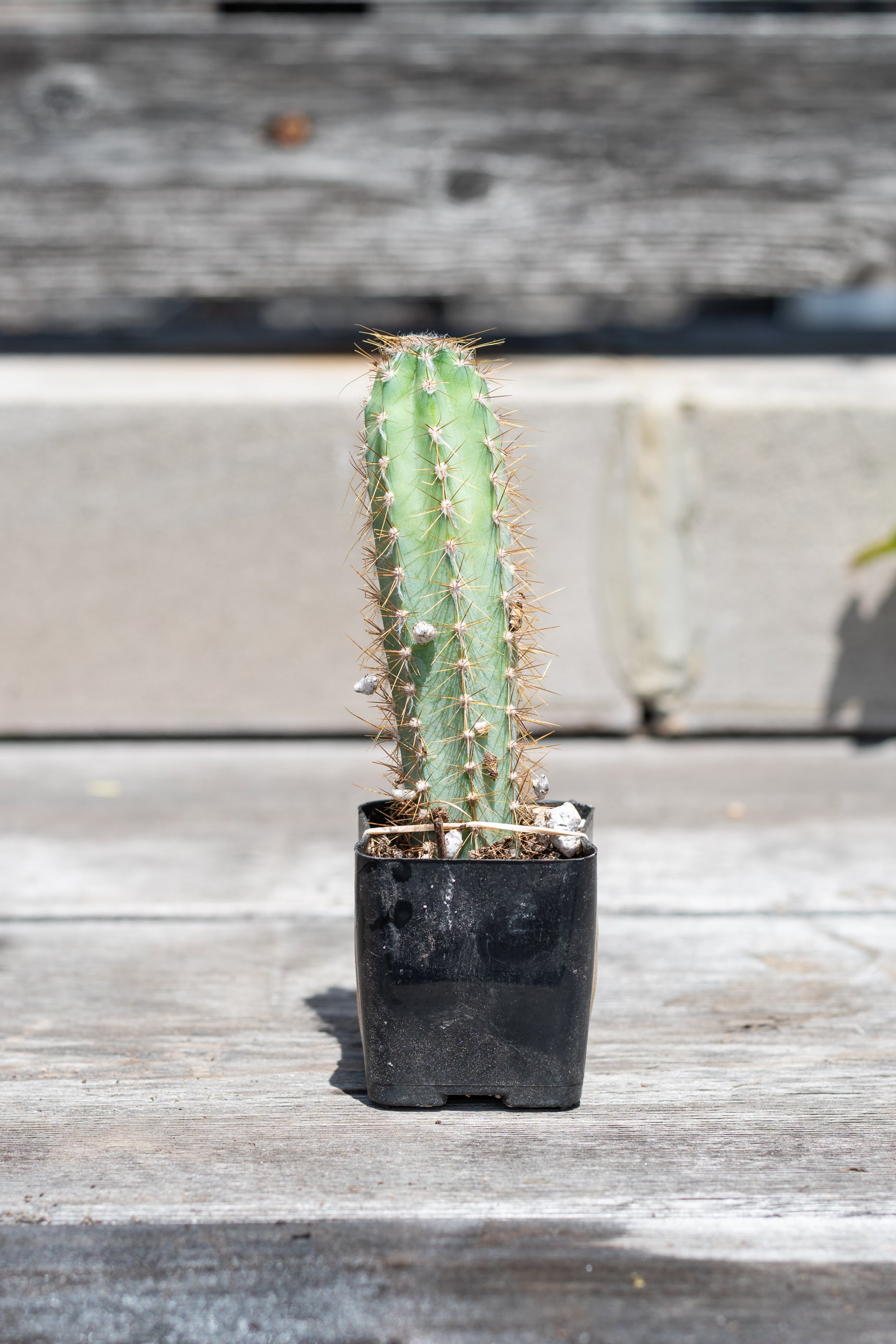 Small Cereus peruvianus in grow pot in front of grey wood background