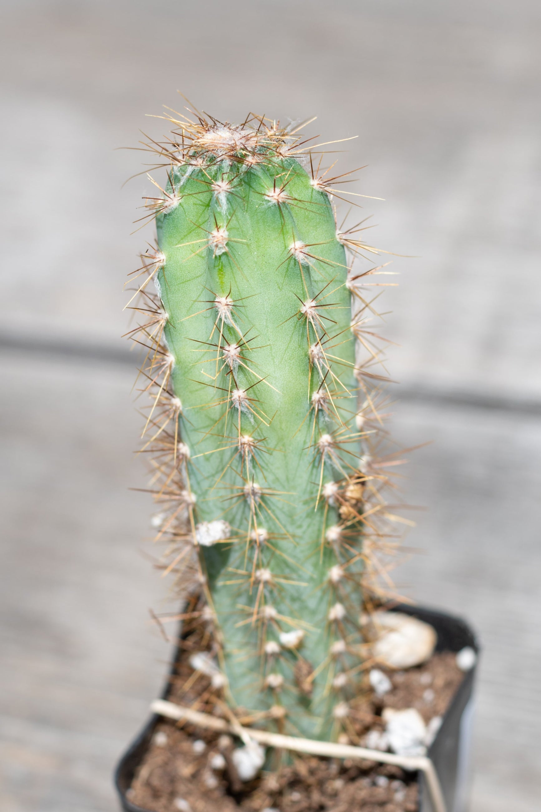 Detail of small Cereus peruvianus in front of grey background  ©Sprout Home