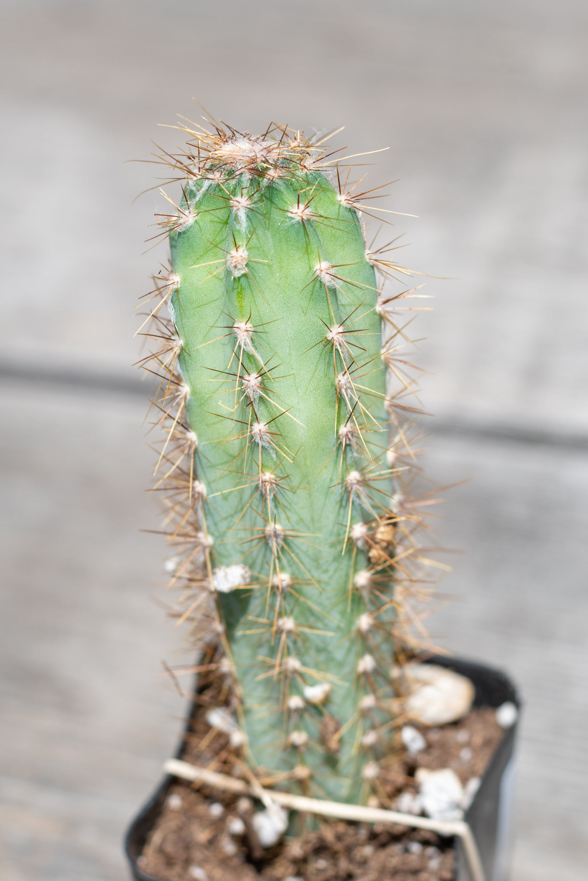 Detail of small Cereus peruvianus in front of grey background