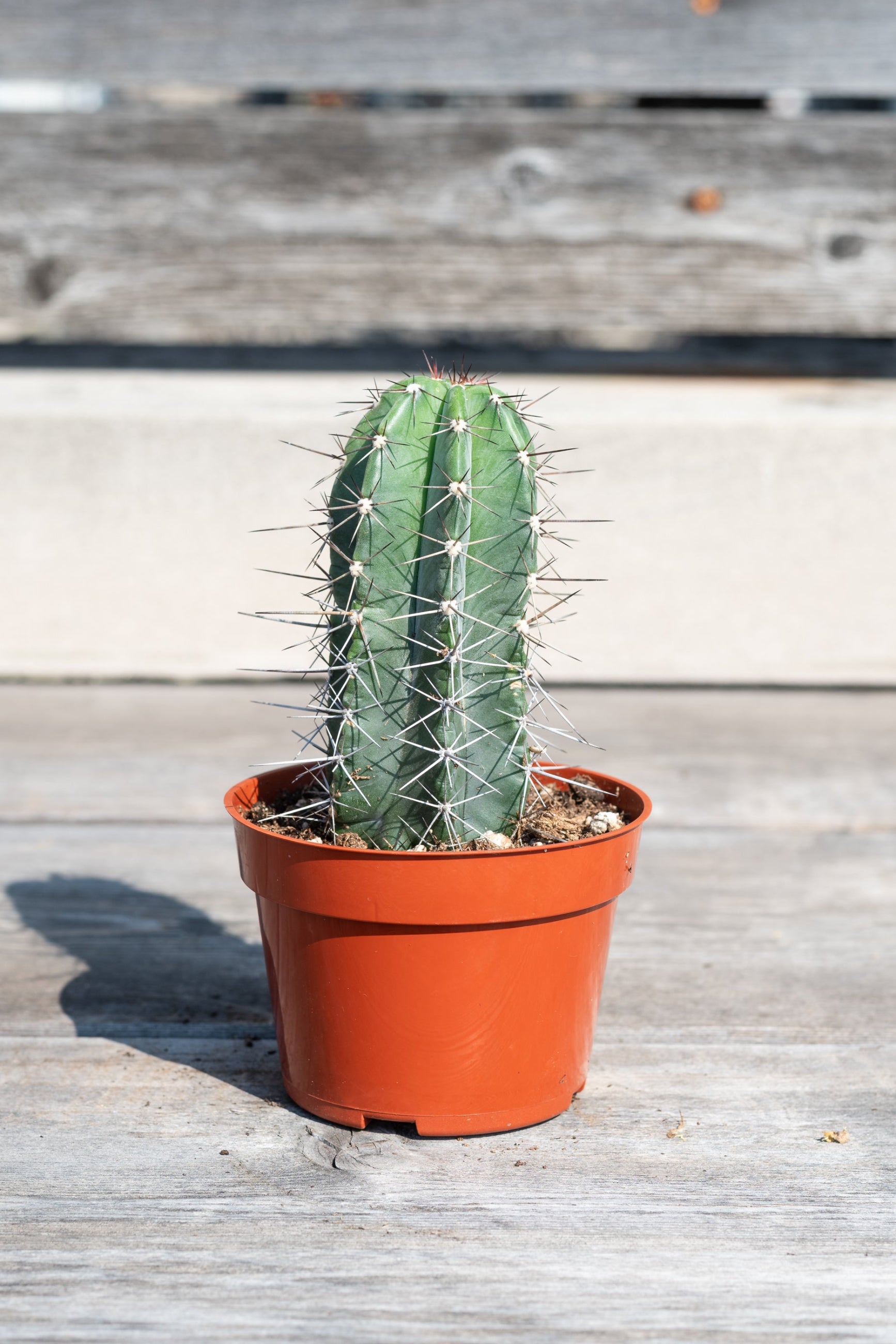 Cereus pruinosus in small grow pot in front of grey wood background  ©Sprout Home