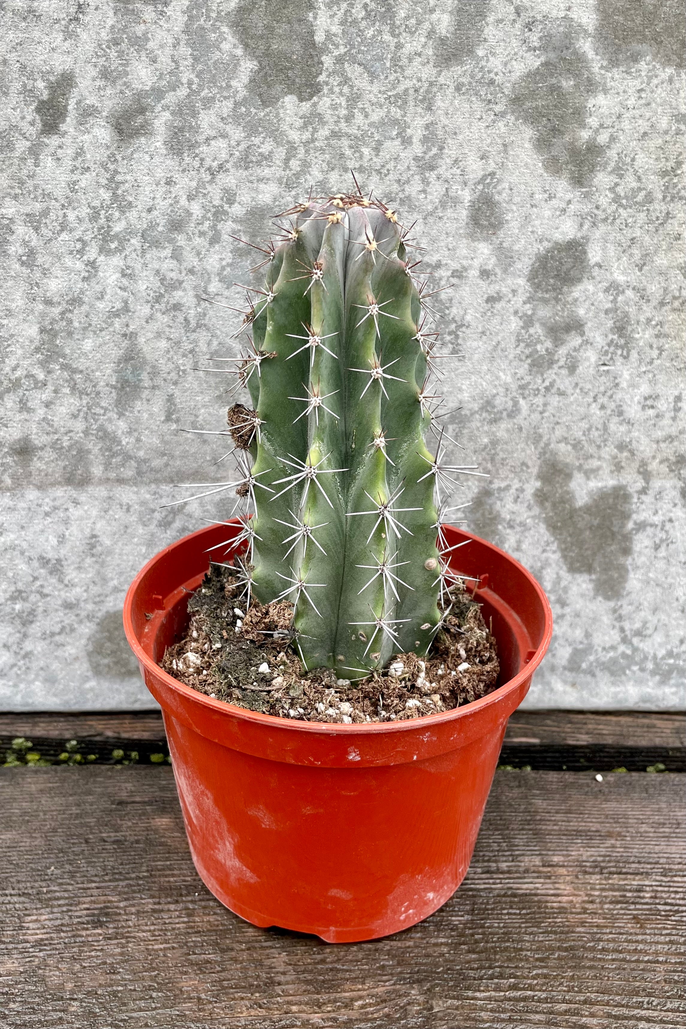 Cereus pruinosus with a 5" orange growers pot against a grey wall