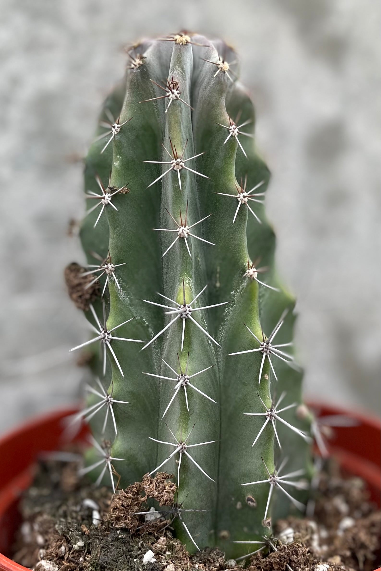 Detail of Cereus pruinosus 5" against a grey wall