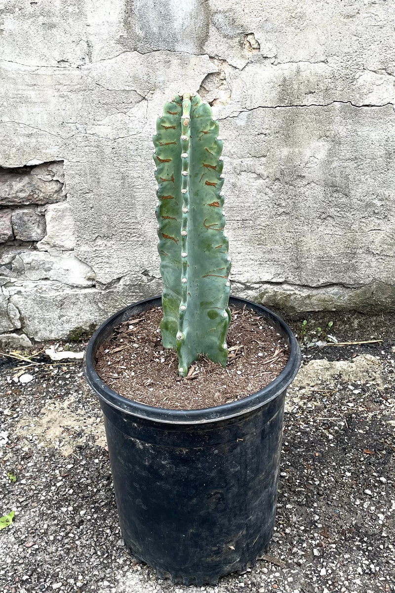 A #5 growers pot of a Cereus peruvianus at Sprout Home. 