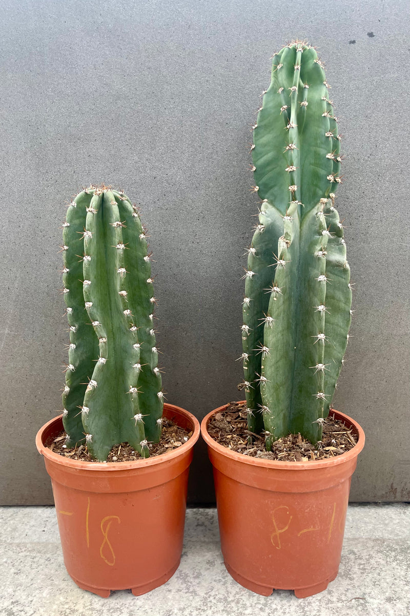 A pair of Cereus peruvianus cactus against gray wall.