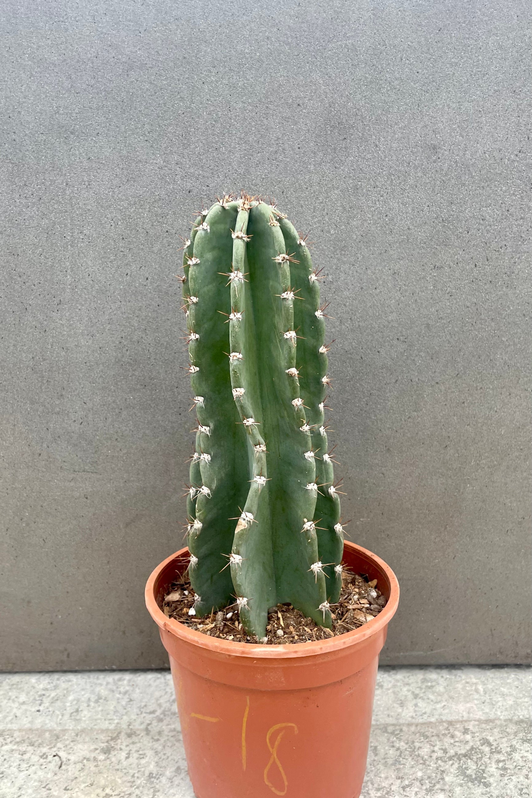 A photo of a Cereus peruvianus cactus in an orange pot against a gray wall.  ©Sprout Home