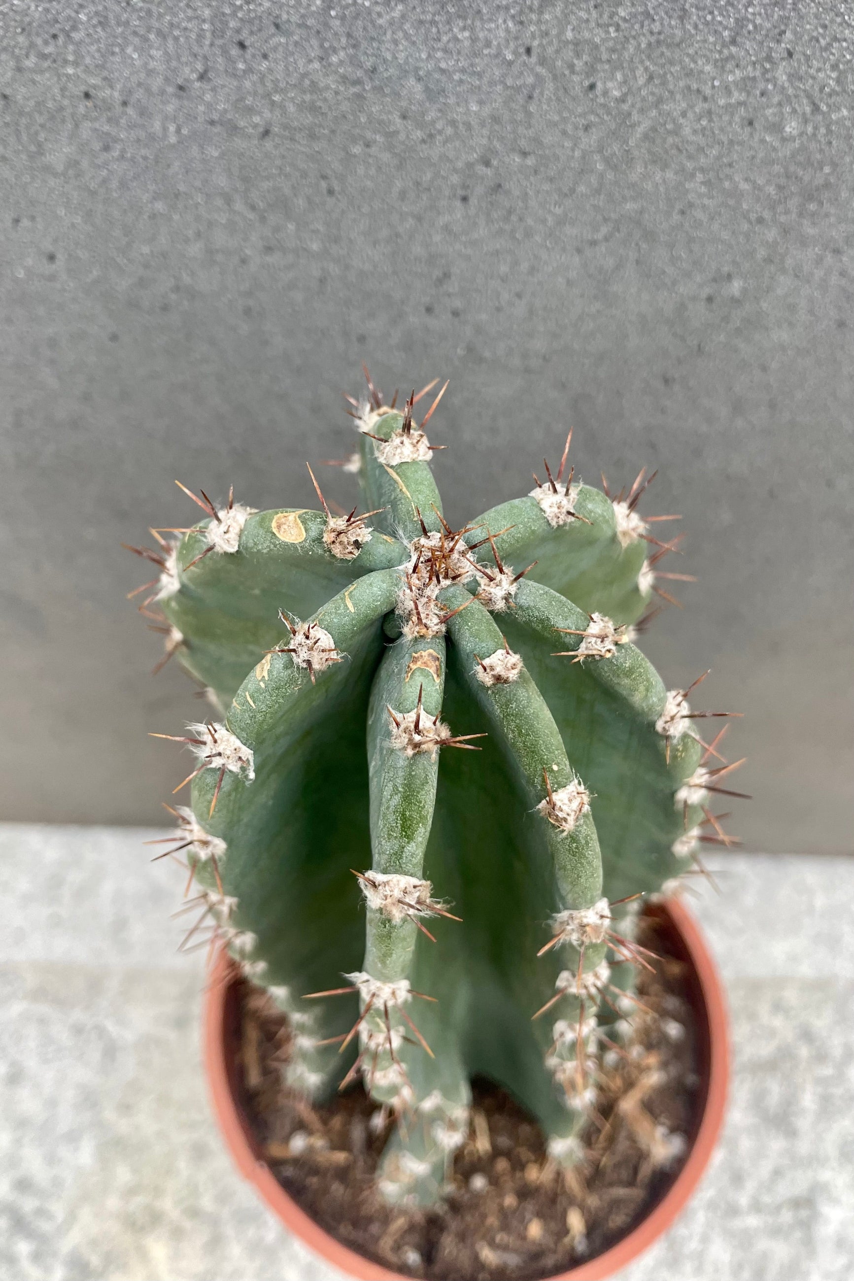 A photo looking down of Cereus peruvianus cactus.  ©Sprout Home