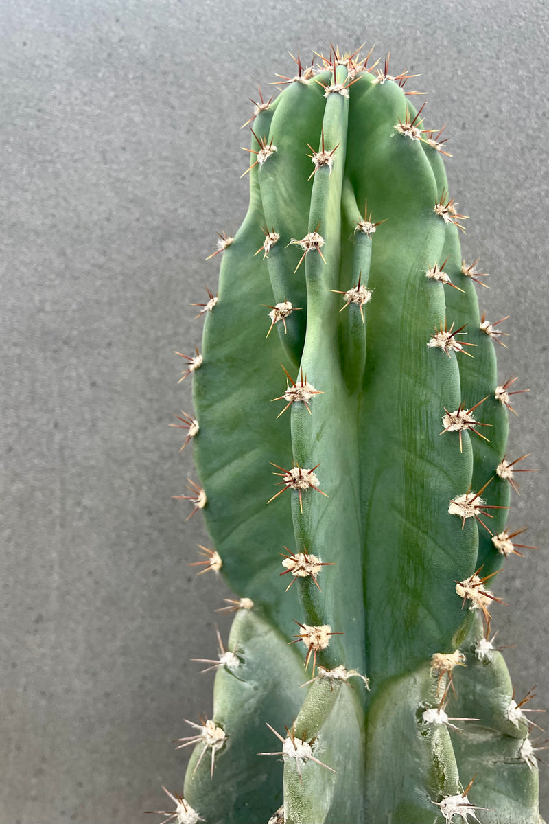 A close photo from the side of a Cereus peruvianus cactus and cactus spines against a gray wall.