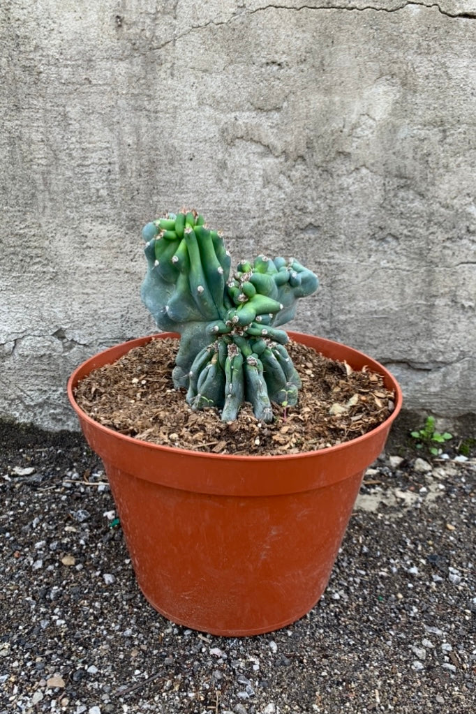 Cereus Peruvians 'Monstrose' in a 10 inch pot. 