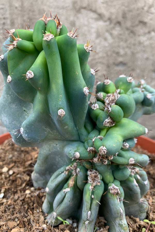 Cereus Peruvians 'Monstrose' up close with its gnarled body.