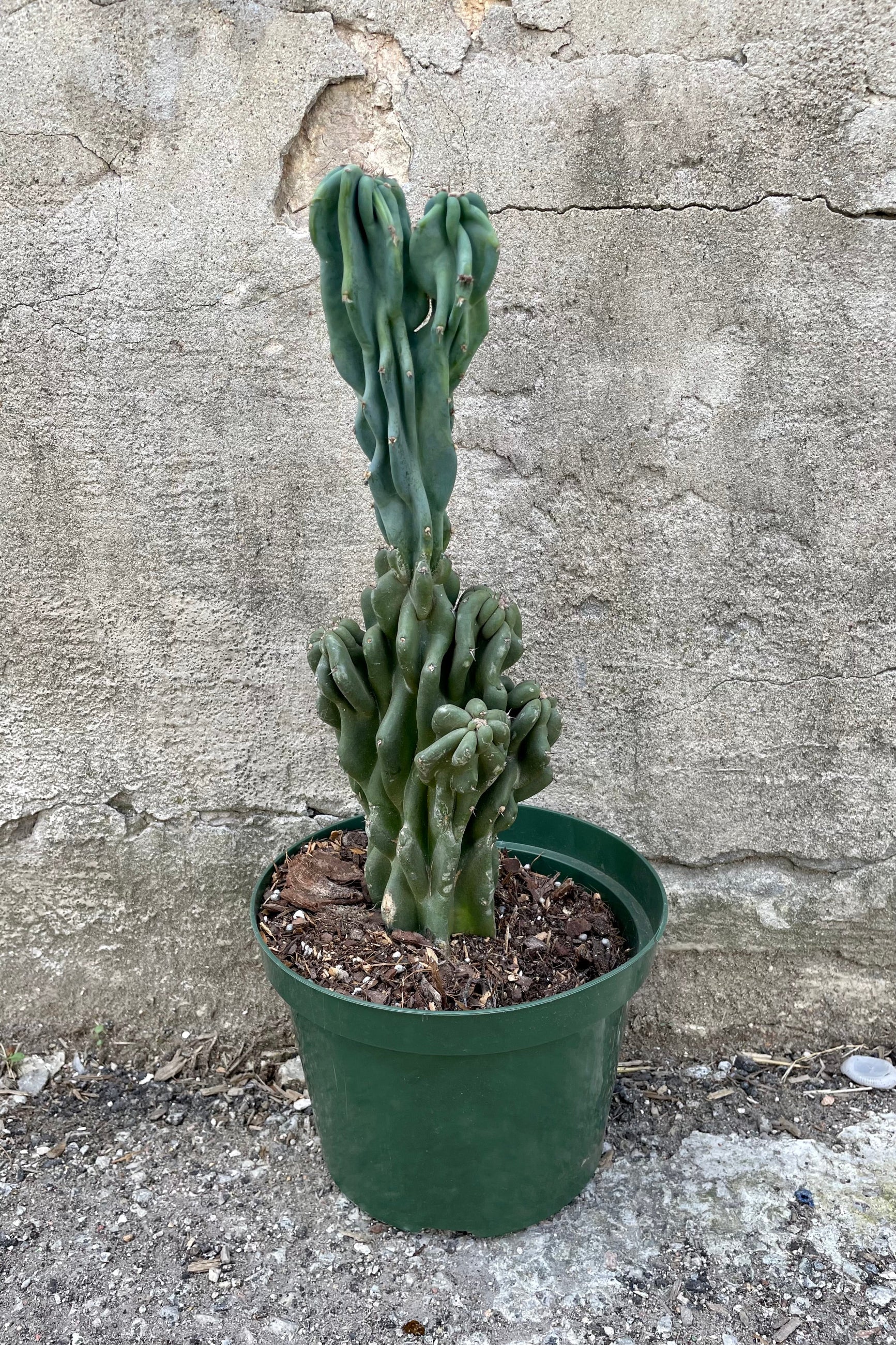 Cereus peruvianus 'Monstrose' 8" green growers pot with planted cactus against a grey wall  ©Sprout Home