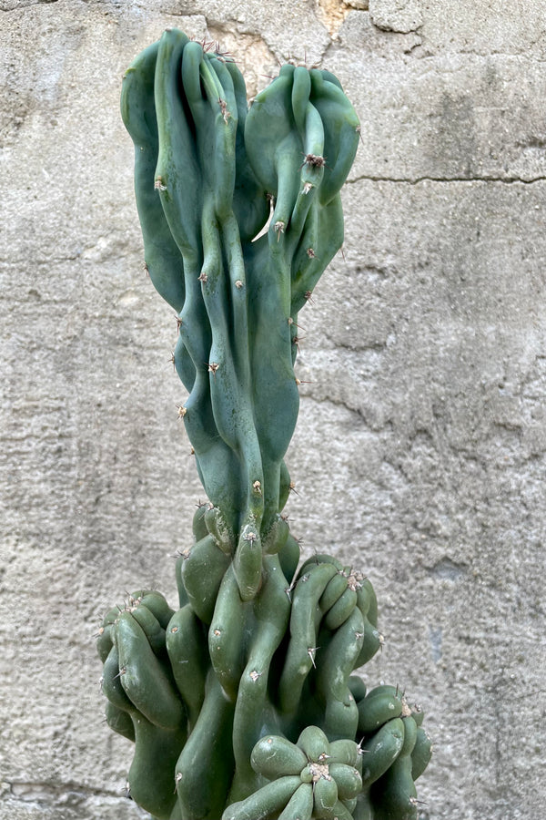 Detail of Cereus peruvianus 'Monstrose' 8" cactus against a grey wall