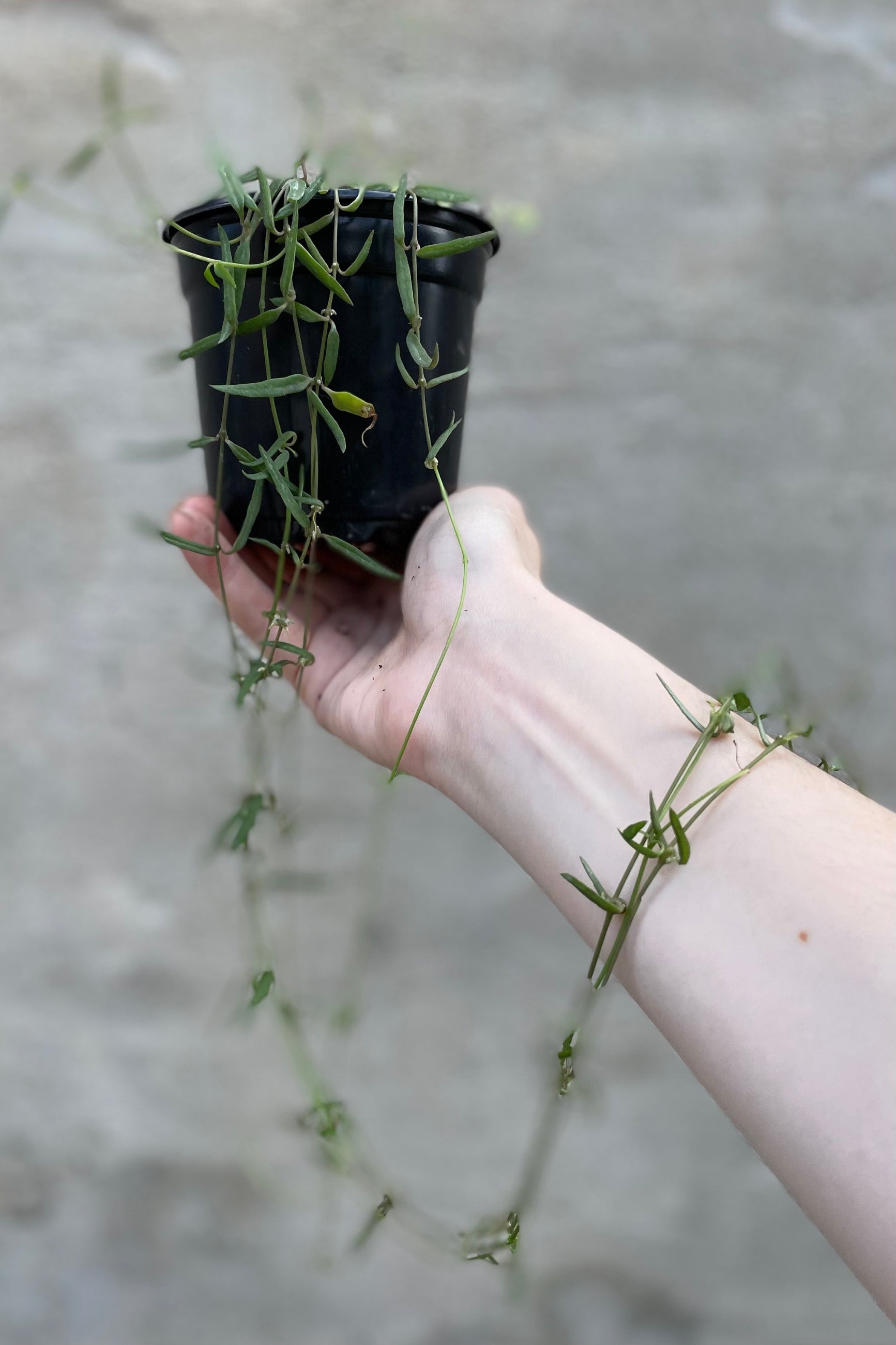 A detailed look at the Ceropegia lineraris 'String of Needles' 4".  ©Sprout Home