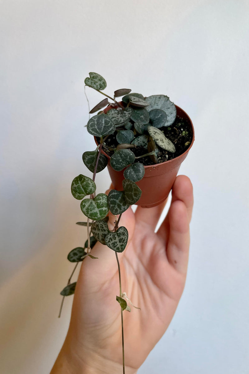 The Ceropegia woodii "String of Hearts" 2" 