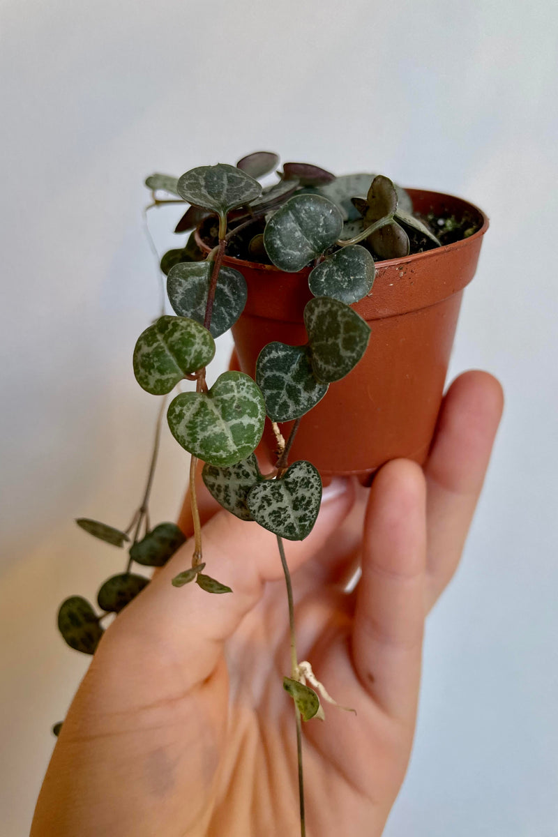 A detailed look at the Ceropegia woodii "String of Hearts" 2"