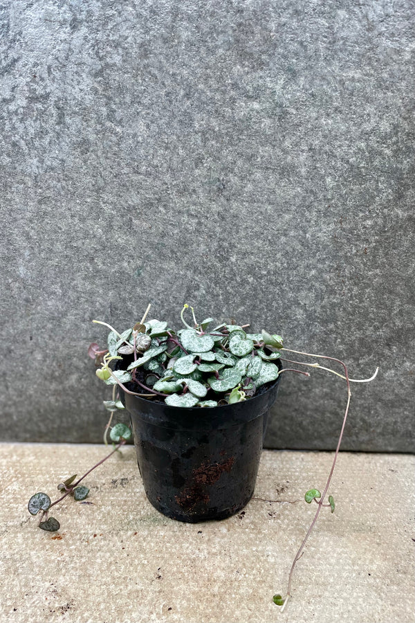 Ceropegia woodii "String of Hearts" 4" against a grey wall