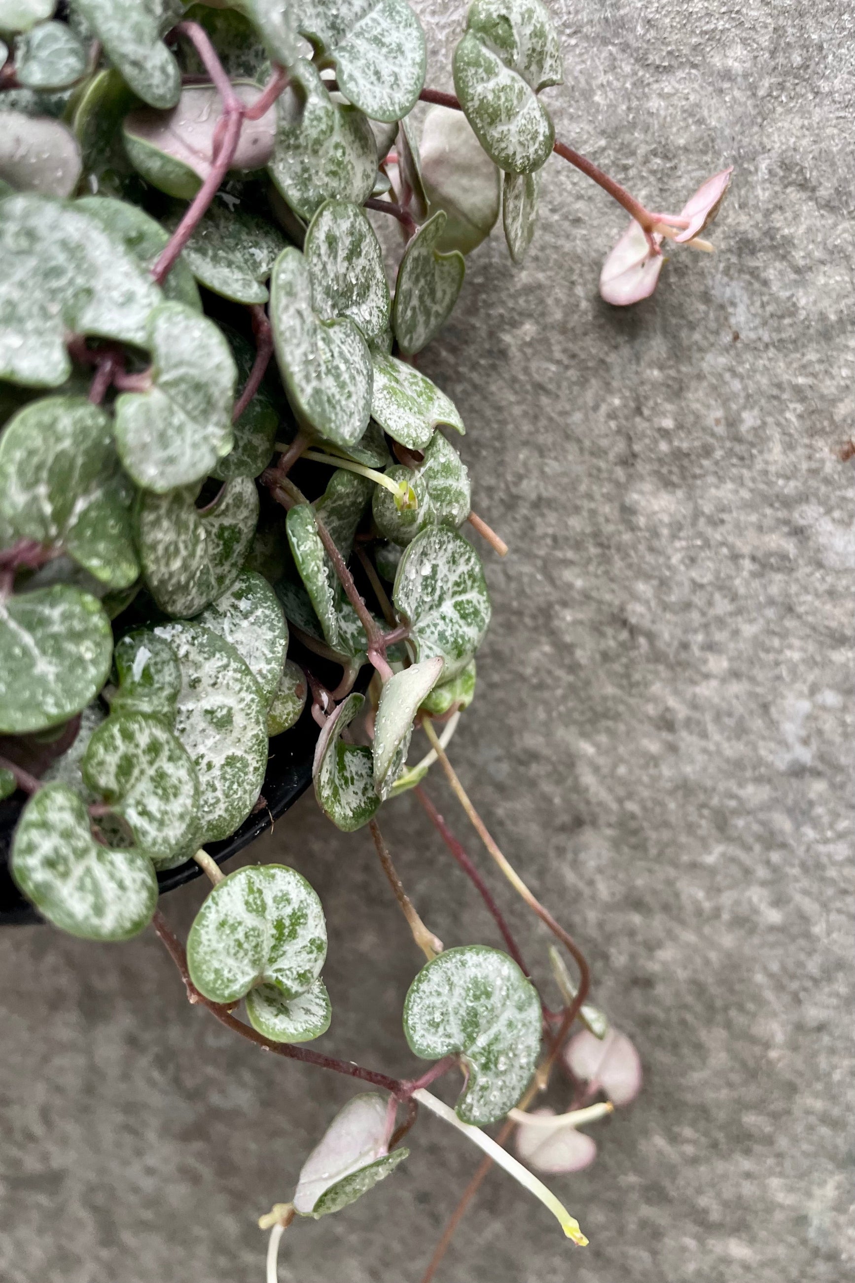 detail of Ceropegia woodii "String of Hearts" 4" against a grey wall ©Sprout Home
