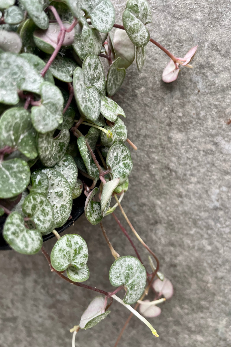 detail of Ceropegia woodii "String of Hearts" 4" against a grey wall