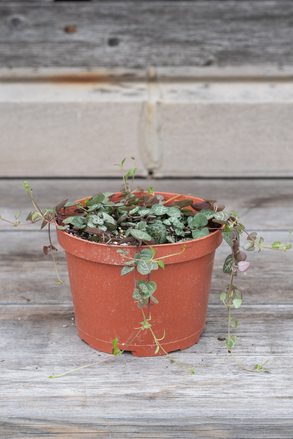 Ceropegia woodii "String of hearts" in grow pot in front of grey wood background