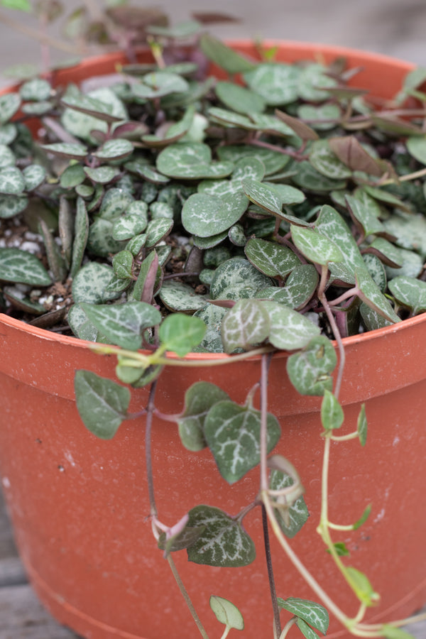 Close up of Ceropegia woodii "String of hearts"