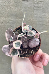 detail of the Ceropegia woodii Variegated "String of Hearts" 2" tiny green and light purple vining leaves against a grey wall