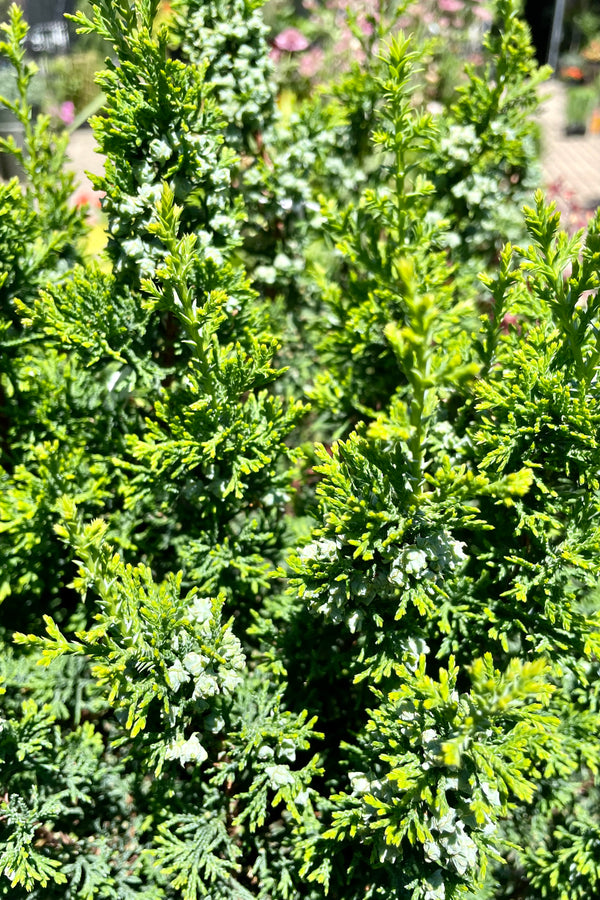 The Chamacyparis 'Top Point' close up picture of its two different textured leaves mid June at Sprout Home.