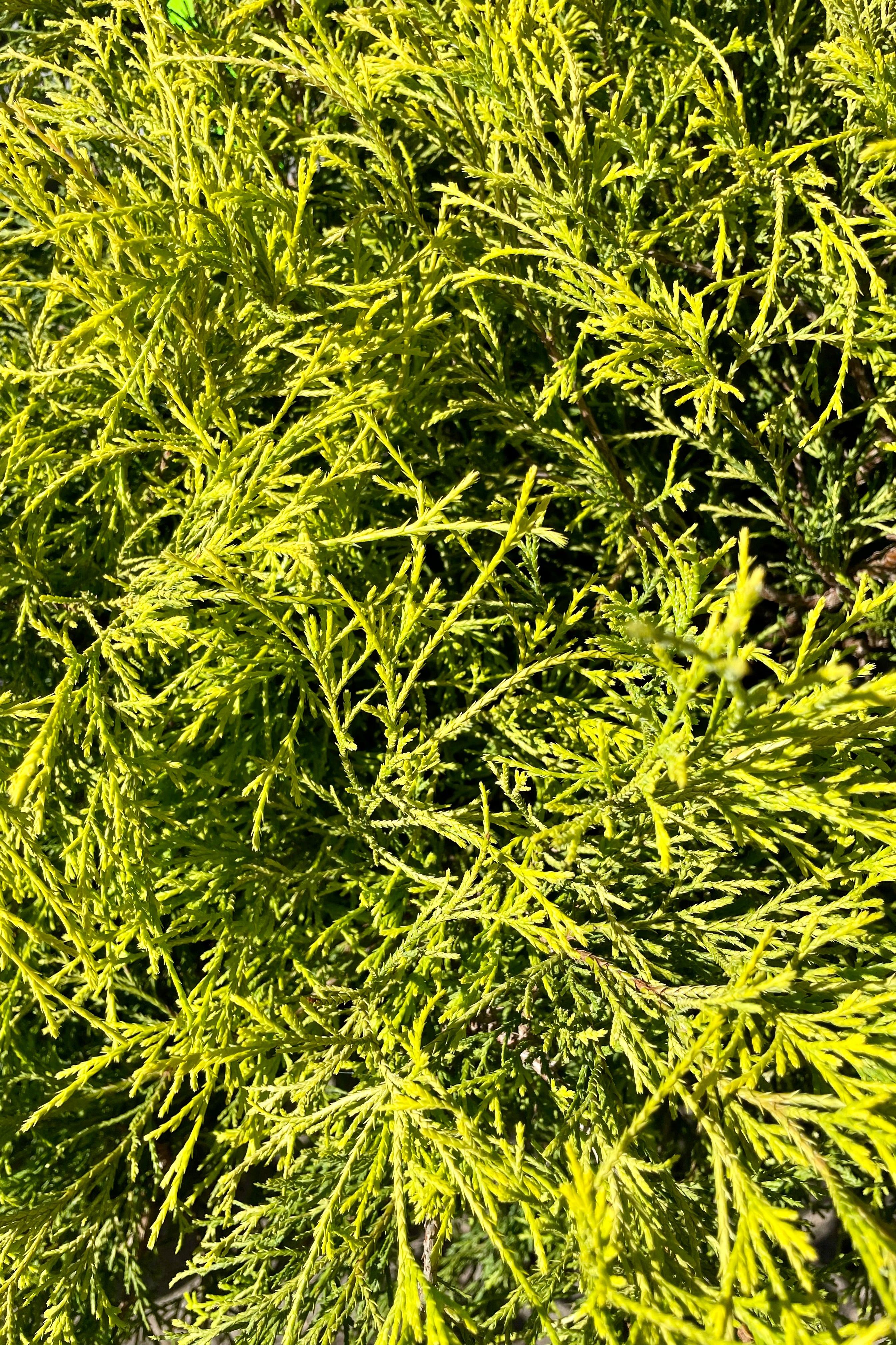 Detail photo of the bright yellow green  evergreen leaves of the Chamaecyparis 'Golden Mop' in mid to late June at Sprout Home. 