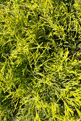 Detail photo of the bright yellow green  evergreen leaves of the Chamaecyparis 'Golden Mop' in mid to late June at Sprout Home. 
