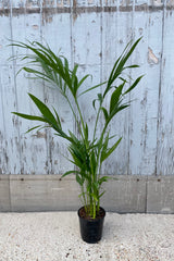 The Chamaeadorea cataractarum "Cat Palm" in a 5" growers pot at Sprout Home. 