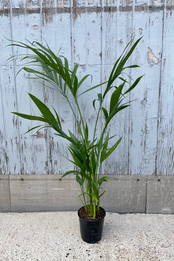 The Chamaeadorea cataractarum "Cat Palm" in a 5" growers pot at Sprout Home. 