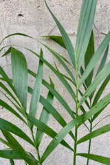 Detail picture of the palm leaves of the "Cat Palm" at Sprout Home.