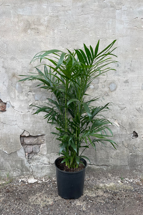 Chamaedorea cataractarum with 10" black growers pot against a grey wall