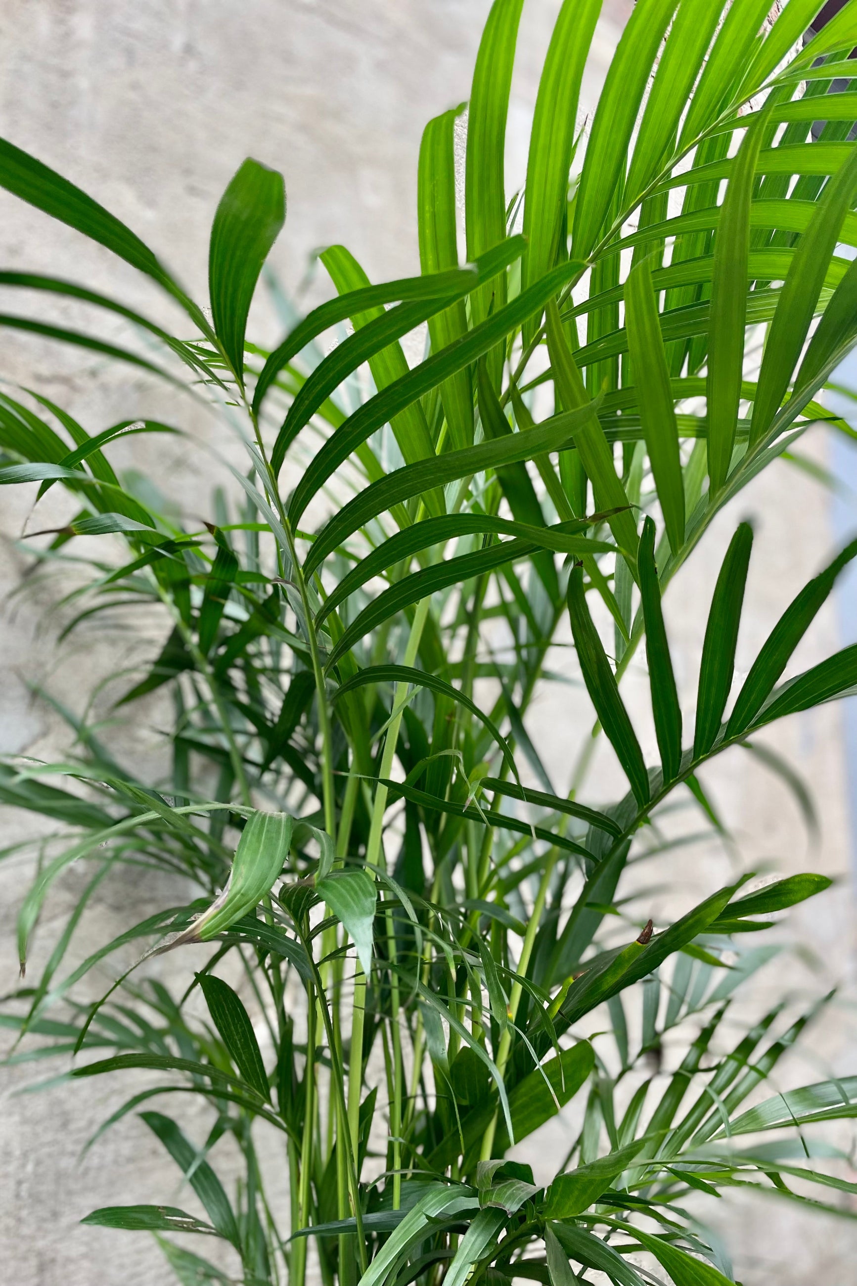 Detail of Chamaedorea cataractarum 10" against a grey wall ©Sprout Home